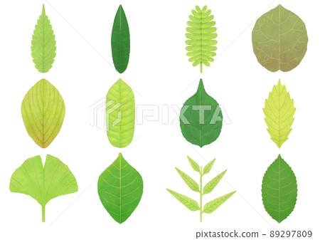 葉木葉植物樹手寫水彩風格插圖集 葉木葉植物樹手寫水彩風格插圖集 89297809