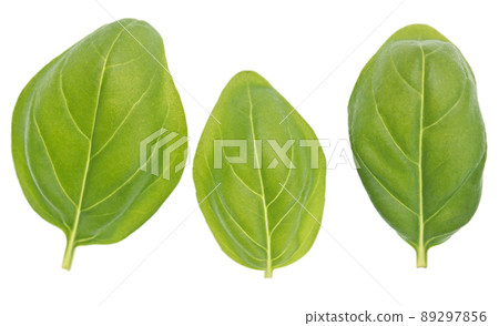Basil leaves Basil leaves 89297856