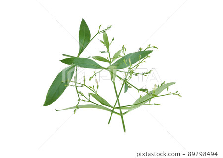 Andrographis paniculata plant on white background Andrographis paniculata plant on white background 89298494
