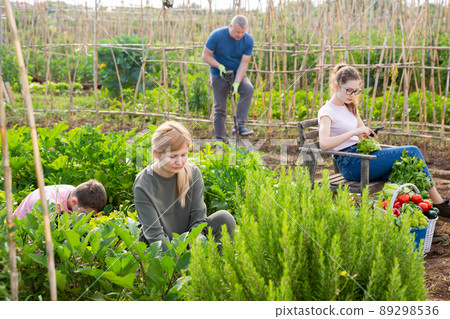 Female gardener working with family in kitchen garden 89298536