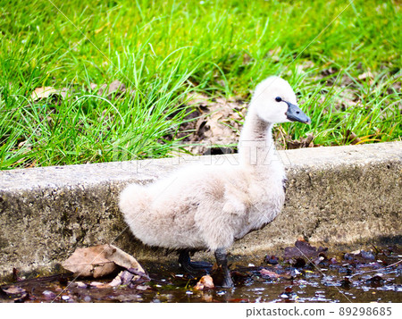 bird, birds, fowls 89298685