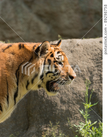 阿穆爾虎的母親簡介 89298758