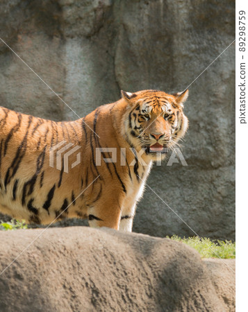 東北虎的媽媽 89298759