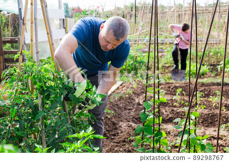 Amateur gardener tying tomato plants in family garden Amateur gardener tying tomato plants in family garden 89298767