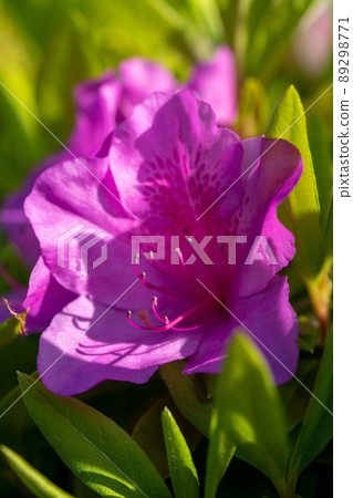 杜鵑花和春天的花朵 杜鵑花和春天的花朵 89298771