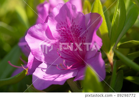 杜鵑花和春天的花朵 杜鵑花和春天的花朵 89298772
