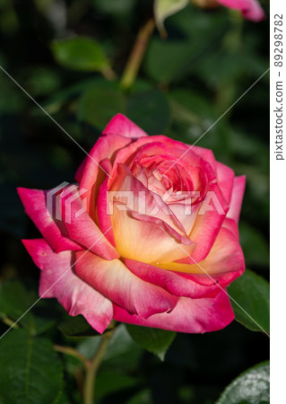 Rose flower, Tokyo in May Rose flower, Tokyo in May 89298782