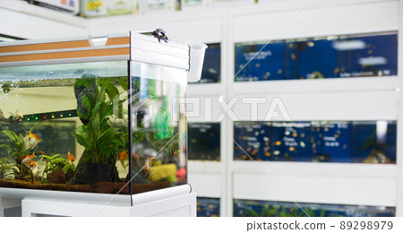 Aquiarium in pet shop Aquiarium in pet shop 89298979