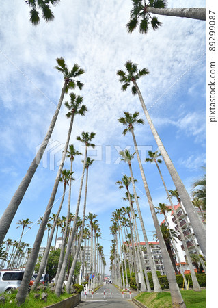 Riviera Zushi Marina 就像一個熱帶國家 89299087