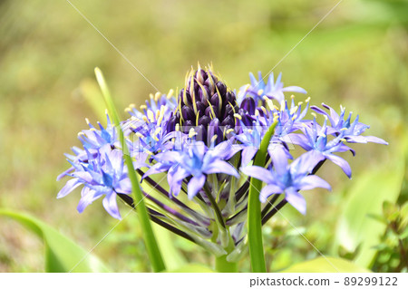 Otsurubo花 Otsurubo花 89299122