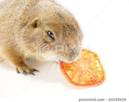 土撥鼠吃乾番茄 89299439