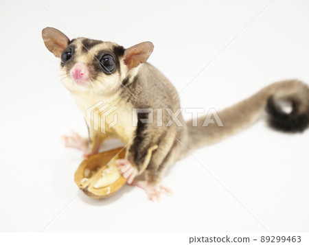 Walnuts and sugar gliders 89299463