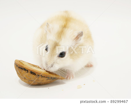 Djungarian hamster eating walnuts 89299467