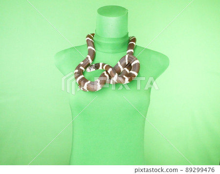 California King Snake on Torso's Neck 89299476