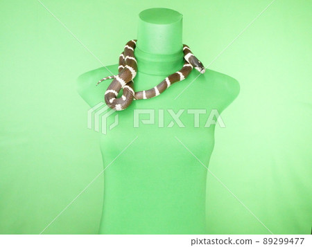 A torso with a black and white snake wrapped around its neck 89299477