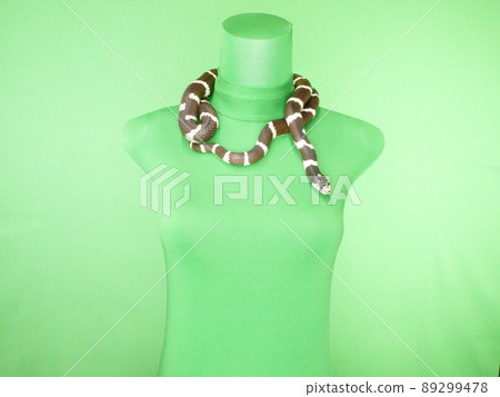 脖子上掛著一條黑白蛇的人體模型 89299478