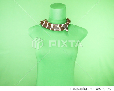 加利福尼亞王蛇繞在軀幹的脖子上 89299479