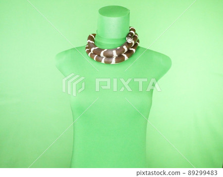 A black and white snake that wraps tightly around the neck A black and white snake that wraps tightly around the neck 89299483