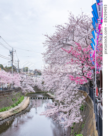 大岡川的櫻花景色 大岡川的櫻花景色 89299493