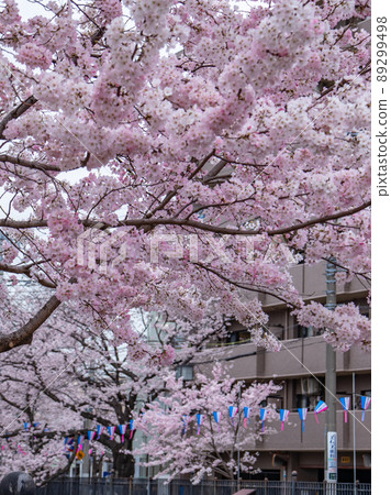 大岡川的櫻花景色 89299498