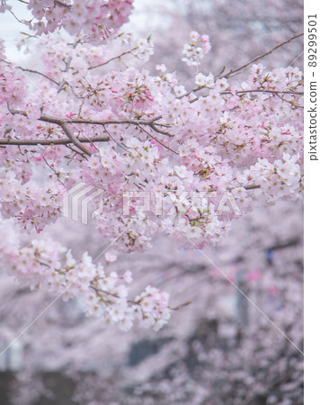 Sakura scenery of Ooka River 89299501