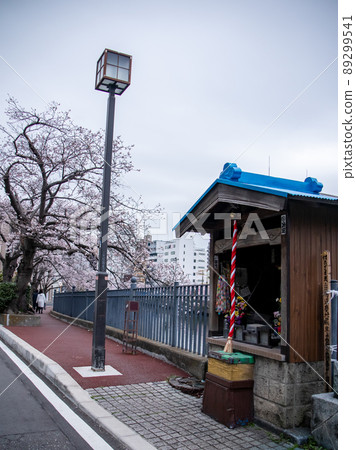 Sakura scenery of Ooka River Sakura scenery of Ooka River 89299541