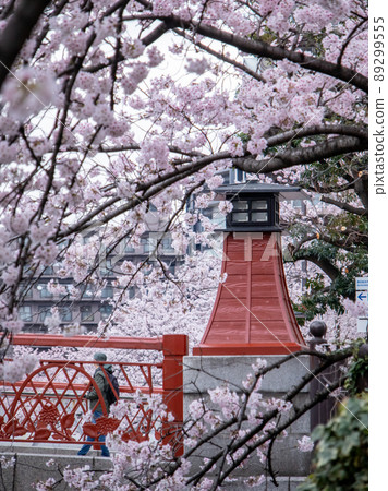 Sakura scenery of Ooka River 89299555