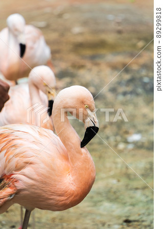 Flamingo 2 Flamingo 2 89299818