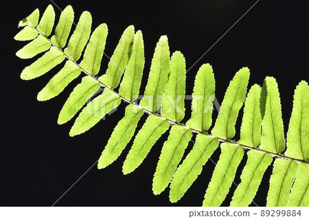 Backlit fern leaves Backlit fern leaves 89299884