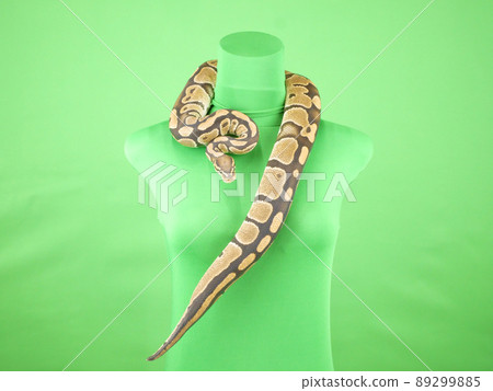 Mannequin with ball python around his neck Mannequin with ball python around his neck 89299885