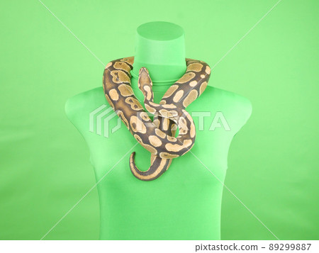 A torso with a ball python around his neck A torso with a ball python around his neck 89299887