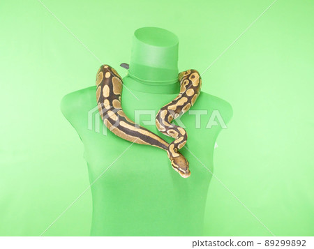 Ball python hung on the neck of a mannequin Ball python hung on the neck of a mannequin 89299892