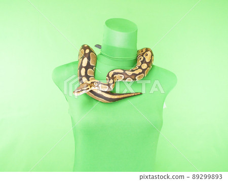 Ball python at the neck of the torso 89299893