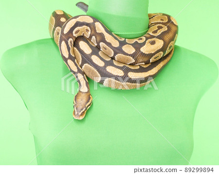 Thick snake with a torso that wraps around the neck 89299894