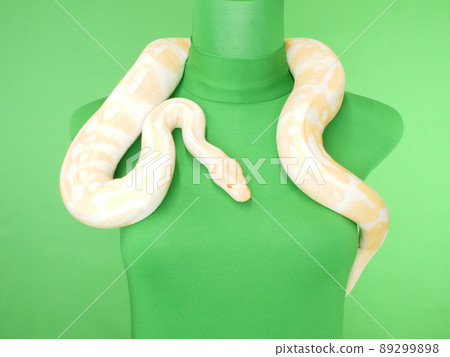 White snake on the neck of the torso White snake on the neck of the torso 89299898