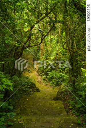 A sidewalk that extends to the depths of the forest 89300298