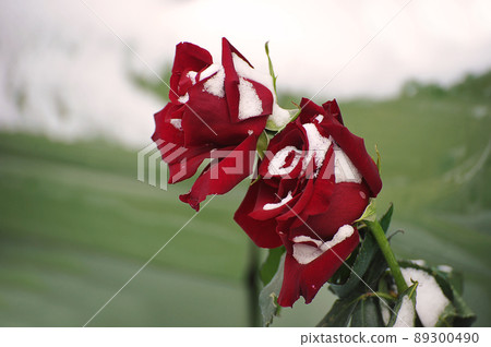red roses in the snow 89300490