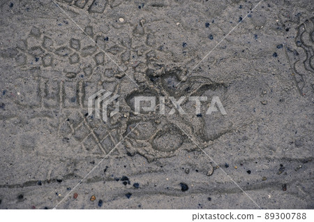 footprints in the sand - the dog's footprint and the footprint 89300788