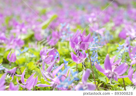 Katakuri Urausu Shrine, Urausu-cho, Kabato-gun, Hokkaido 89300828