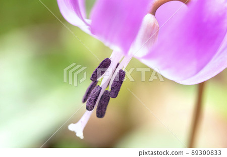 Katakuri Urausu Shrine, Urausu-cho, Kabato-gun, Hokkaido 89300833