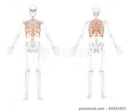 Set of Rib cages Skeleton Human front back view with partly transparent skeleton position. Realistic 3D flat natural 89301003