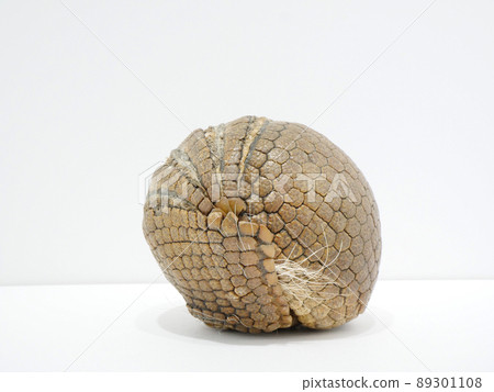 蜷縮起來保護自己的三尾犰狳 蜷縮起來保護自己的三尾犰狳 89301108