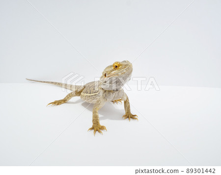 一條長著前腿並抬起頭的鬍鬚龍 89301442