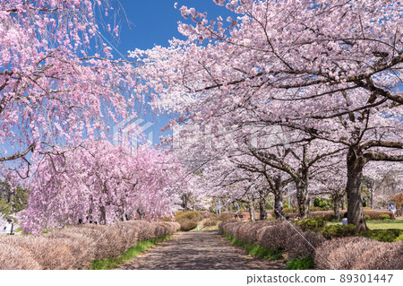 《埼玉縣》盛開的垂枝櫻花・櫻花名勝羊山公園 89301447