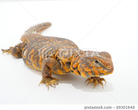 Gary Togeo Agama 身材矮胖 89301648