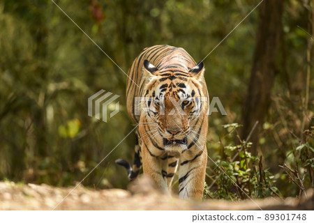 wild bengal huge male tiger walking head on portrait eye contact in natural green background outdoor wildlife safari at kanha national park forest madhya pradesh india asia - panthera tigris tigris wild bengal huge male tiger walking head on portrait eye contact in natural green background outdoor wildlife safari at kanha national park forest madhya pradesh india asia - panthera tigris tigris 89301748