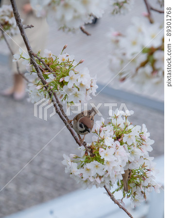 Oshima cherry blossoms blooming on the train road Oshima cherry blossoms blooming on the train road 89301768
