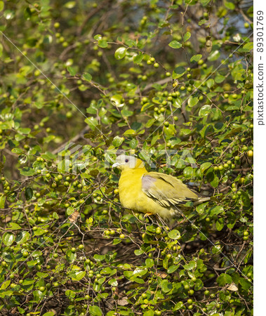 Yellow footed green pigeon or yellow legged green pigeon bird on Jujube or ber fruit tree at ranthambore national park rajasthan india - Treron phoenicoptera Yellow footed green pigeon or yellow legged green pigeon bird on Jujube or ber fruit tree at ranthambore national park rajasthan india - Treron phoenicoptera 89301769