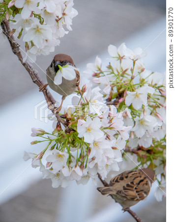 Oshima cherry blossoms blooming on the train road Oshima cherry blossoms blooming on the train road 89301770