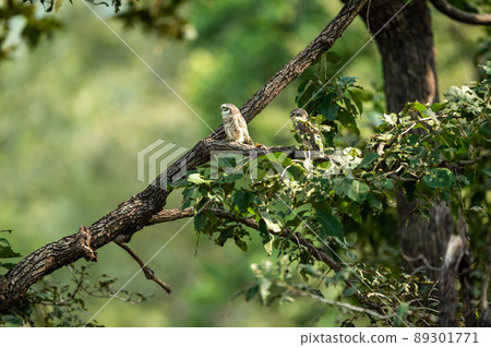spotted owlet or Athene brama owl bird pair perched on branch in natural green background at forest of central india spotted owlet or Athene brama owl bird pair perched on branch in natural green background at forest of central india 89301771